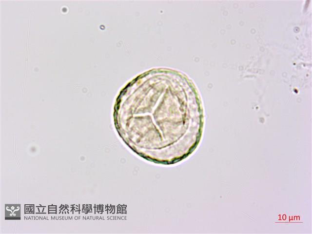 陰地蕨藏品圖，第4張