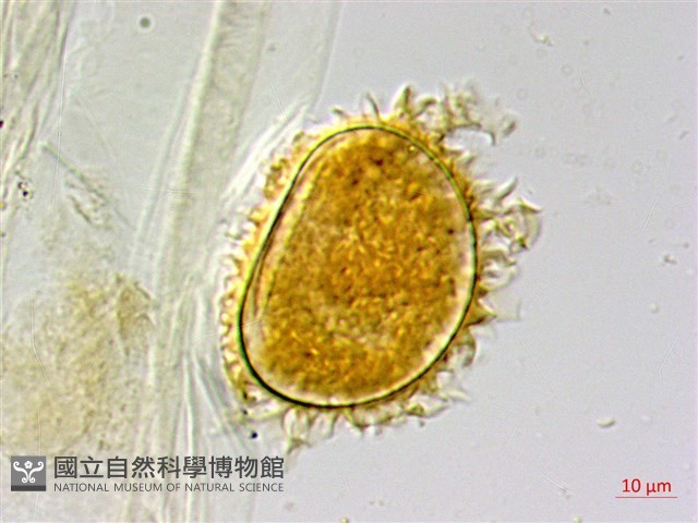 翅柄三叉蕨藏品圖，第4張