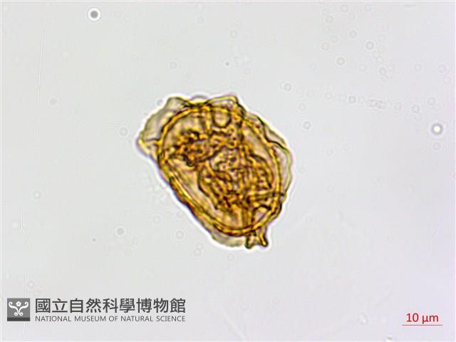 鐮葉鐵角蕨藏品圖，第4張