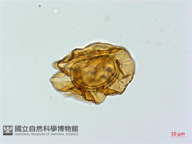 美麗複葉耳蕨藏品圖，第4張