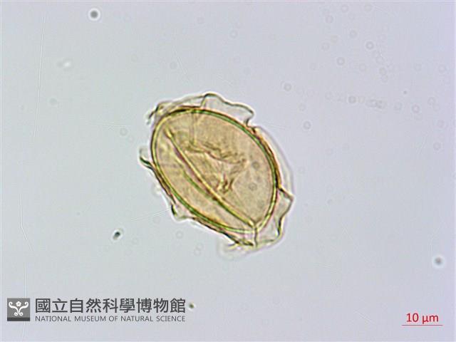 奄美短腸蕨藏品圖，第4張