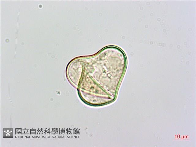 熱帶鱗蓋蕨藏品圖，第4張