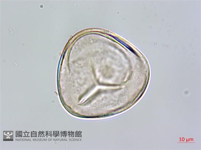 鬼桫欏藏品圖，第3張