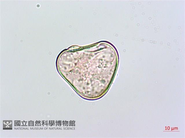 粗毛鱗蓋蕨藏品圖，第4張