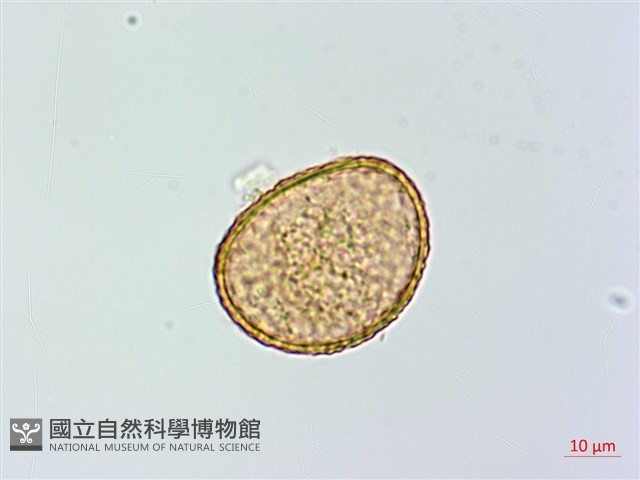 蹄蓋蕨藏品圖，第4張
