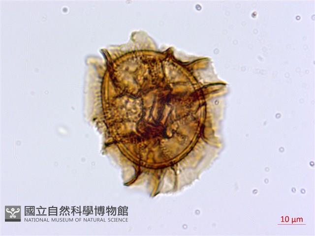 大鐵角蕨藏品圖，第3張