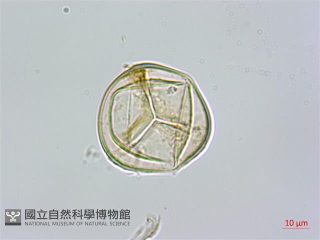 南洋桫欏藏品圖，第4張