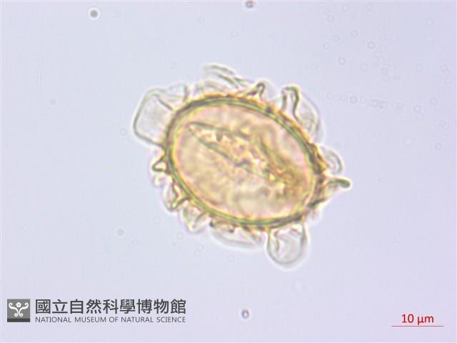 貞蕨藏品圖，第4張