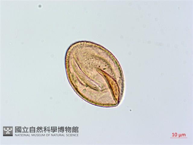 倉田氏蹄蓋蕨藏品圖，第3張