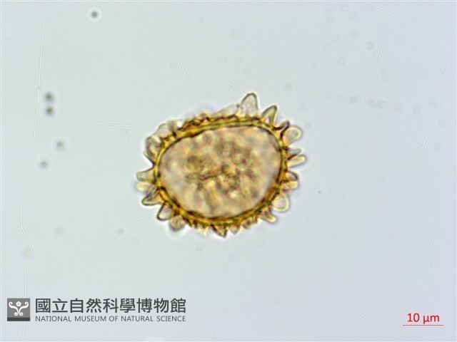 假蹄蓋蕨藏品圖，第3張