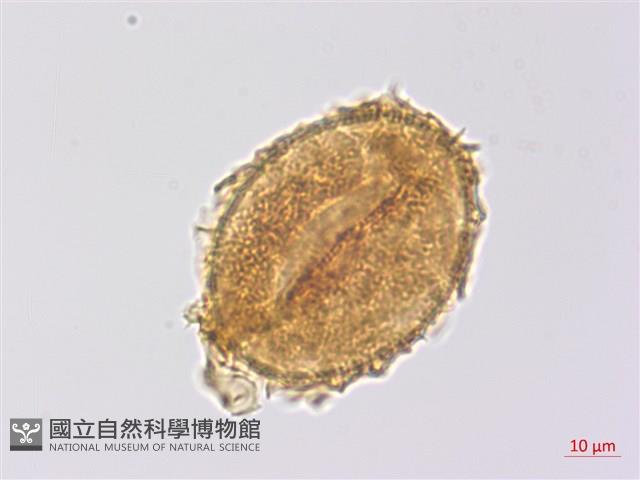 沙皮蕨藏品圖，第4張