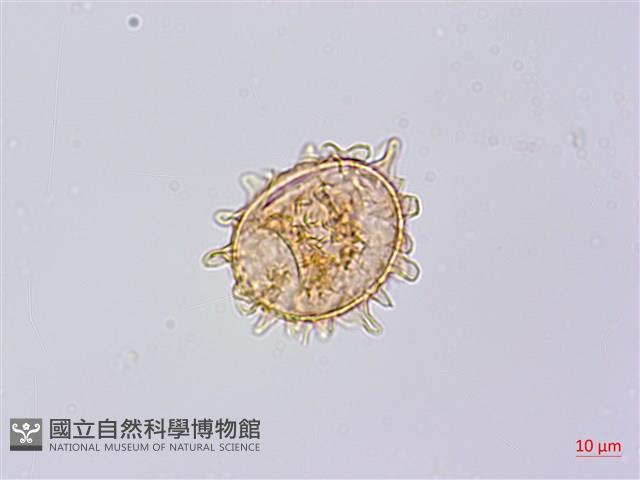 單葉雙蓋蕨藏品圖，第4張