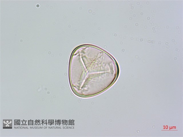 南洋桫欏藏品圖，第4張