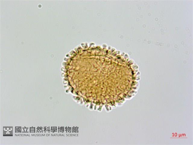 台灣亮毛蕨藏品圖，第3張