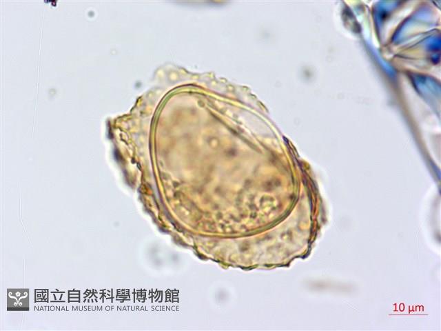 厚葉雙蓋蕨藏品圖，第4張