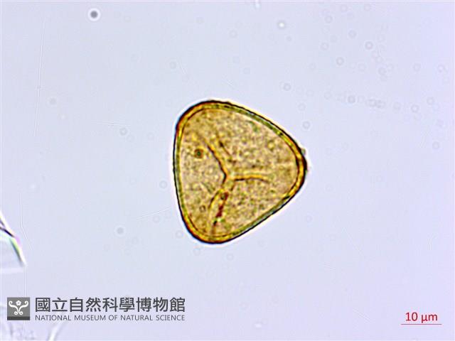 愛氏鐵線蕨藏品圖，第4張