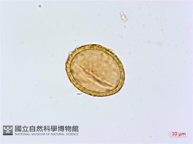 紫柄蹄蓋蕨藏品圖，第3張