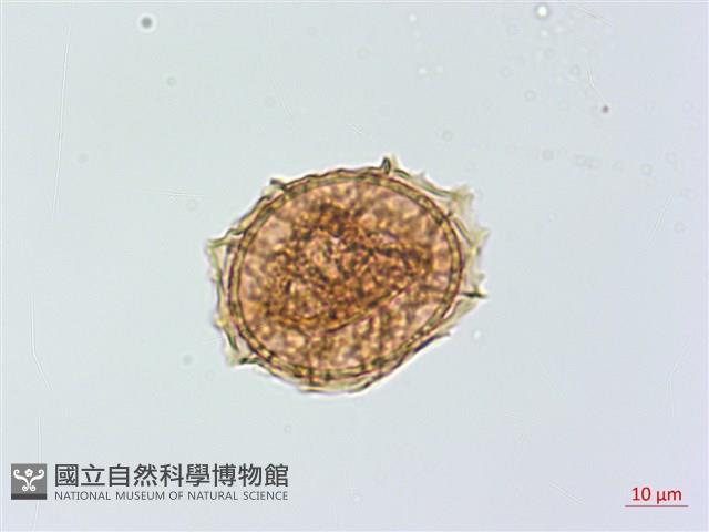 小鐵角蕨藏品圖，第4張