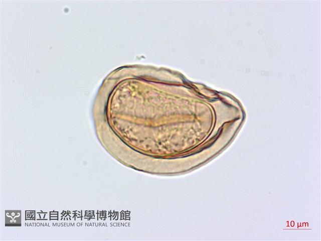 川上氏雙蓋蕨藏品圖，第3張