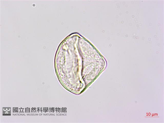 燕尾蕨藏品圖，第4張