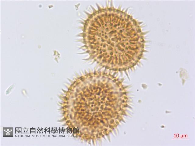 頂囊擬鱗毛蕨藏品圖，第3張