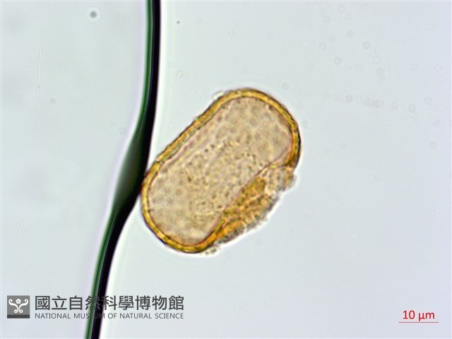 多齒蹄蓋蕨藏品圖，第4張