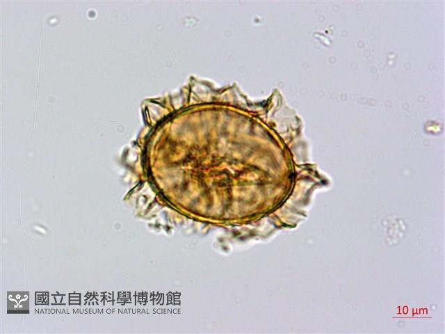 奄美短腸蕨藏品圖，第4張