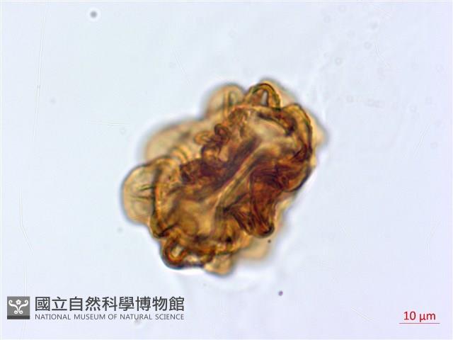 登錄號:P017405藏品圖，第3張