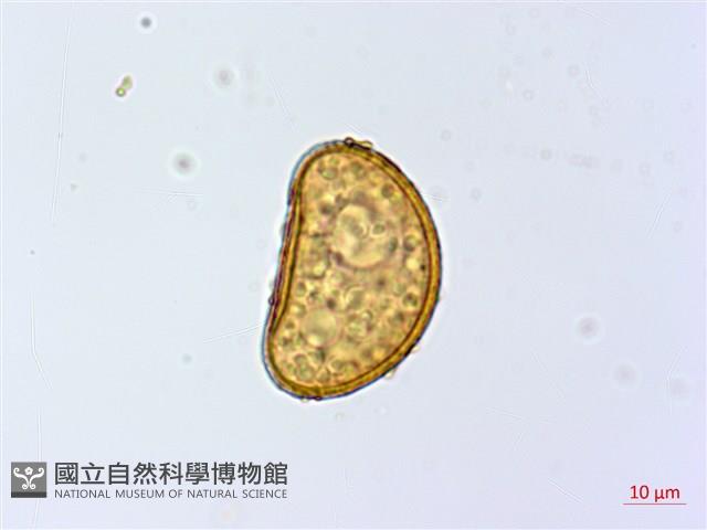細葉蹄蓋蕨藏品圖，第3張