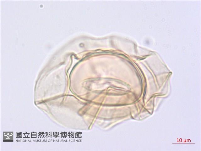 川上氏雙蓋蕨藏品圖，第3張