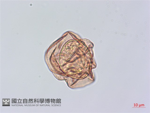 小葉複葉耳蕨藏品圖，第4張