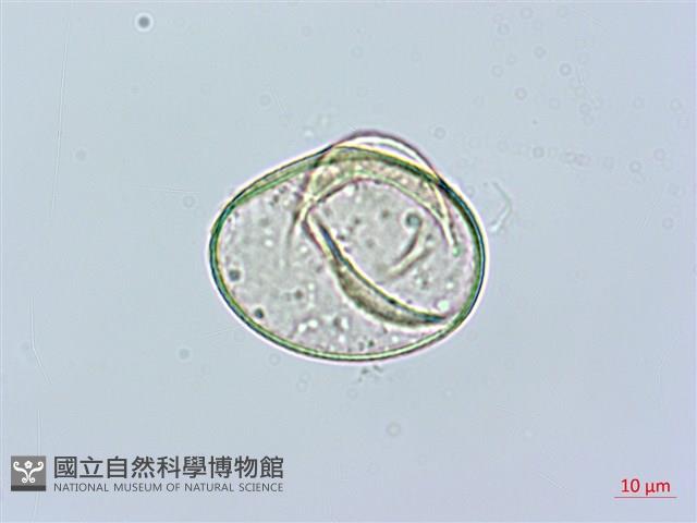 華南鱗蓋蕨藏品圖，第4張