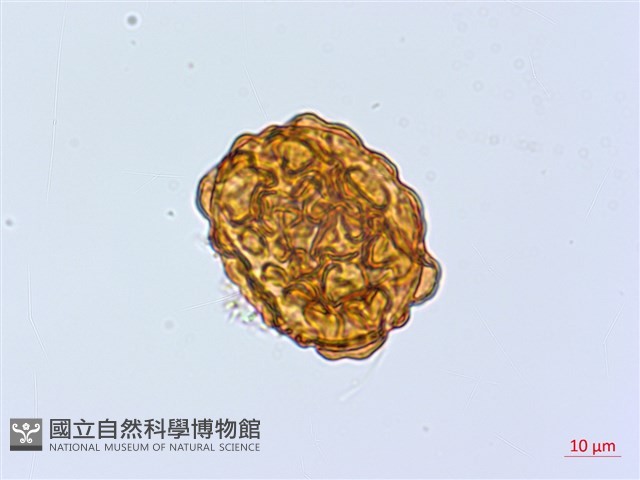 尖齒鱗毛蕨藏品圖，第4張