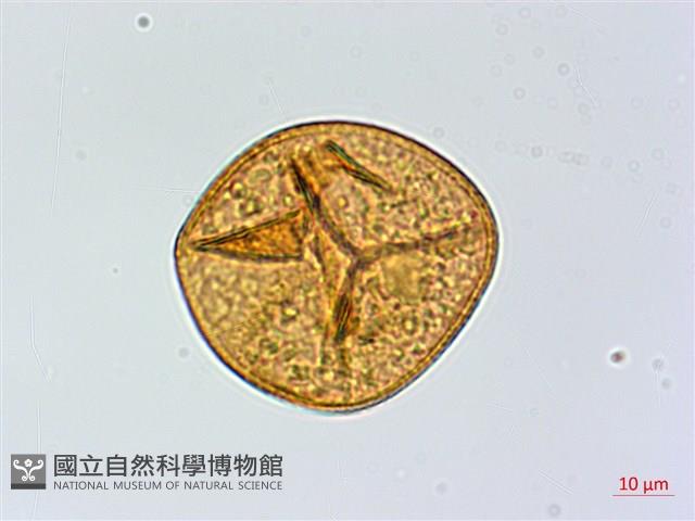 Accession Number:P015995 Collection Image, Figure 3, Total 3 Figures