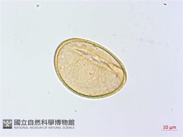 薄葉蹄蓋蕨藏品圖，第3張