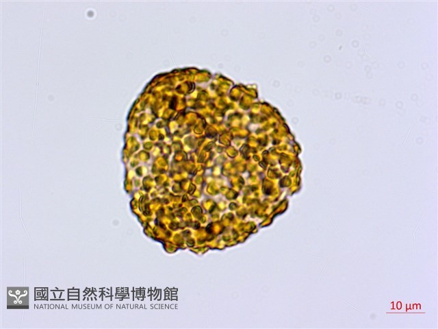 馬來鐵線蕨藏品圖，第4張
