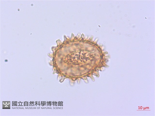 深山雙蓋蕨藏品圖，第4張