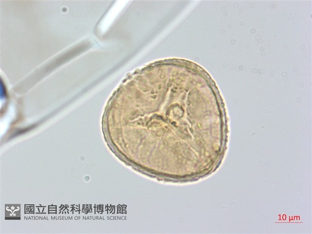 臺灣高山鐵線蕨藏品圖，第4張