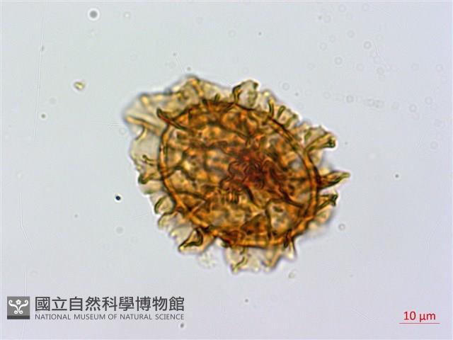 安蕨藏品圖，第3張