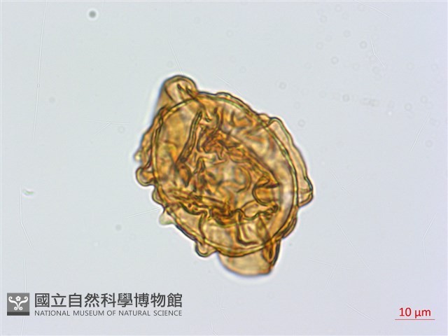 登錄號:P024765藏品圖，第3張