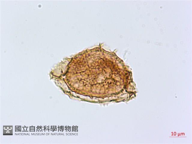 兩廣鐵角蕨藏品圖，第4張