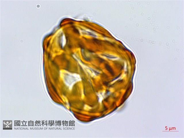 Accession Number:P016365 Collection Image, Figure 3, Total 3 Figures