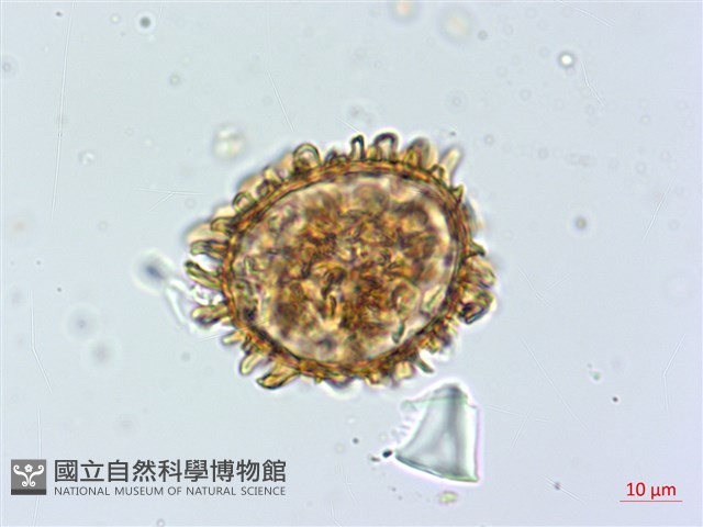 登錄號:P013945藏品圖，第3張