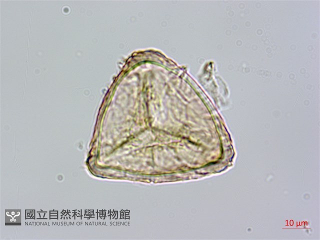 筆筒樹藏品圖，第3張
