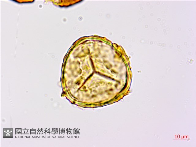 臺灣桫欏藏品圖，第4張