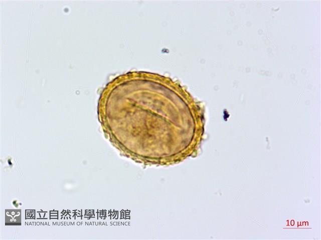 紫柄蹄蓋蕨藏品圖，第3張