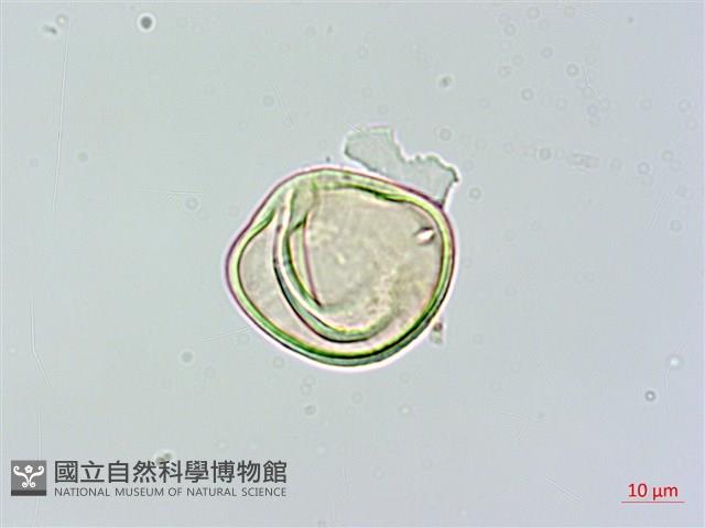 光葉鱗蓋蕨藏品圖，第4張