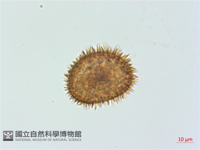 川上氏肋毛蕨藏品圖，第4張