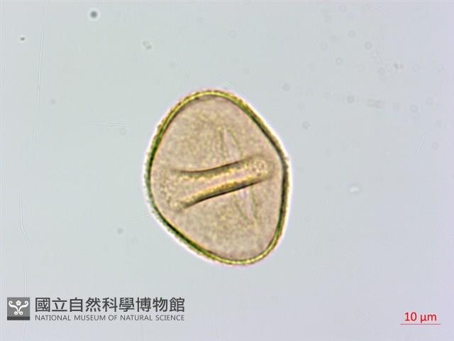 希陶蹄蓋蕨藏品圖，第4張