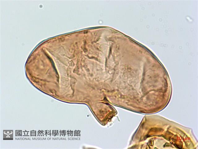 雙扇蕨藏品圖，第3張